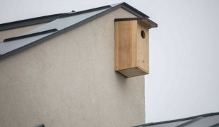 Mieszkania dla ludzi i ptaków - kliknij, aby przejść do galerii