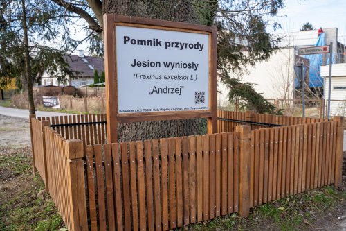Pomnik przyrody „Andrzej” – jeden z najokazalszych jesionów w Polsce